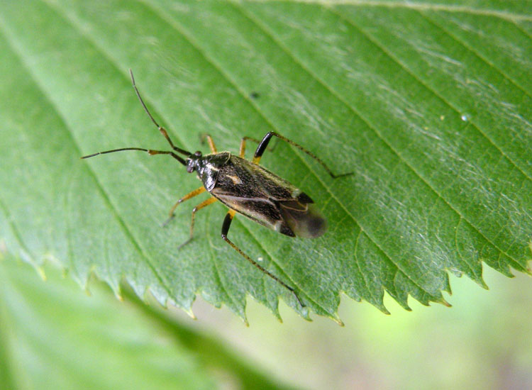 Miridae: Harpocera thoracica dell''appennino emiliano (RE)